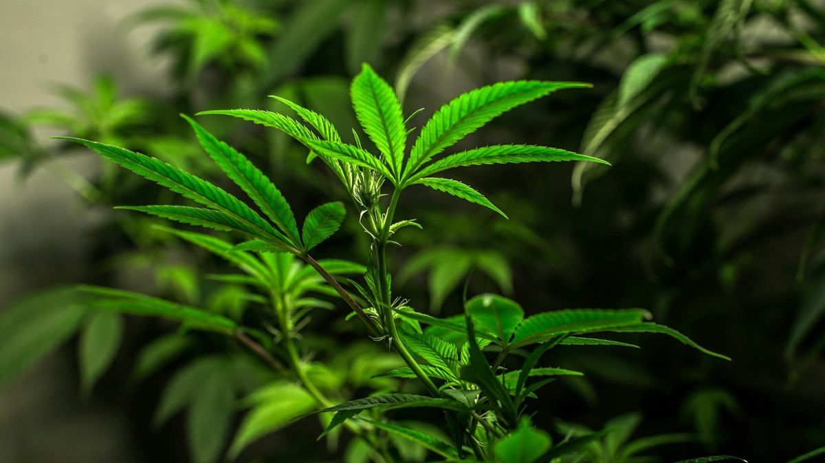 Marijuana Plant - Requesting Permission to Grow Marijuana in Thailand