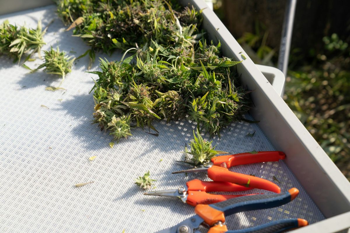 How can you grow - How To Legally Grow Marijuana in Thailand