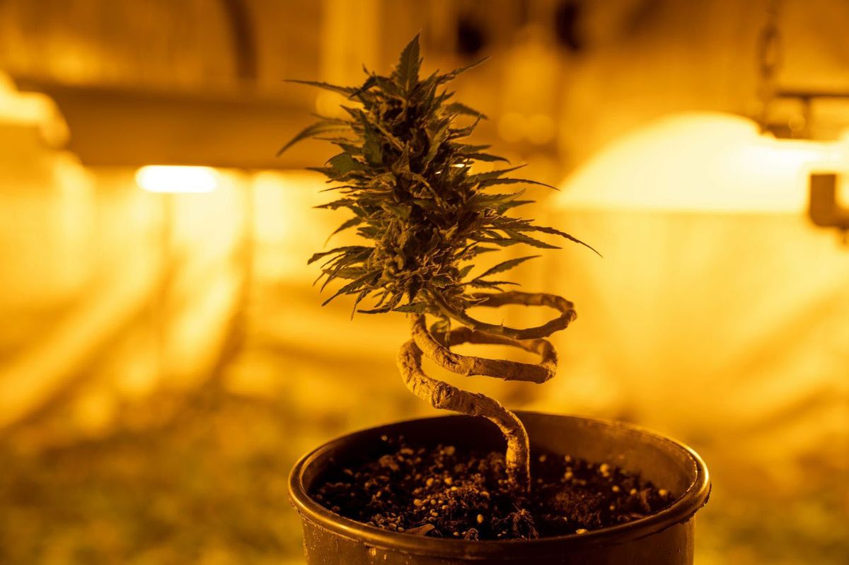Cannabis in a Pot - When To Transplant Cannabis