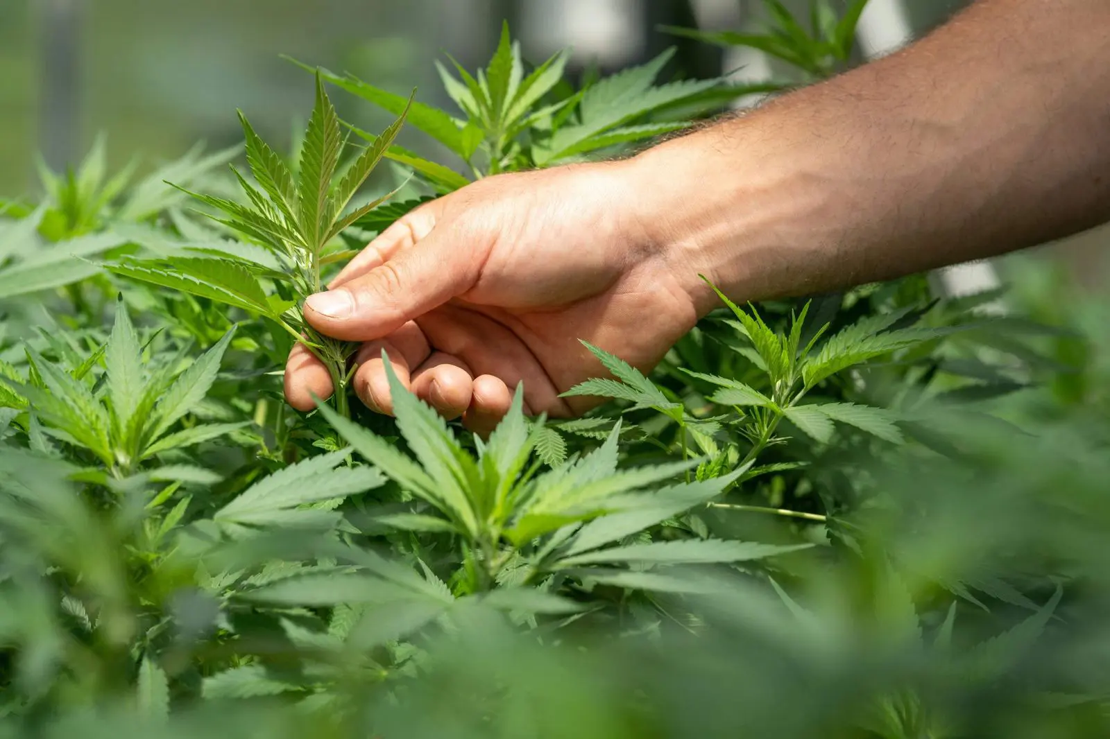 a hand touching a cannabis plant