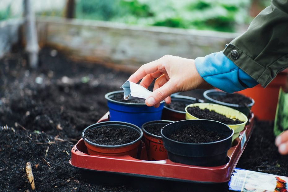 man adding seeds to his plantation - Cannabis Seeds