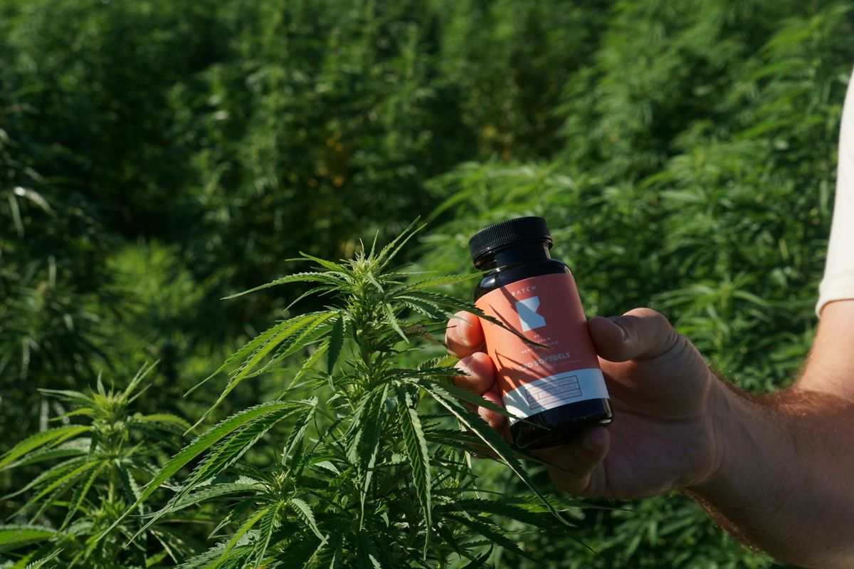 Person Holding Medicine - Cannabis Medicine