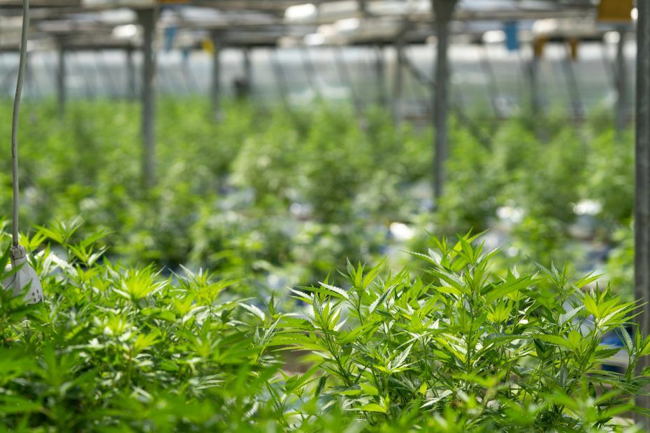 cannabis in greenhouse - Growing Commercial Cannabis