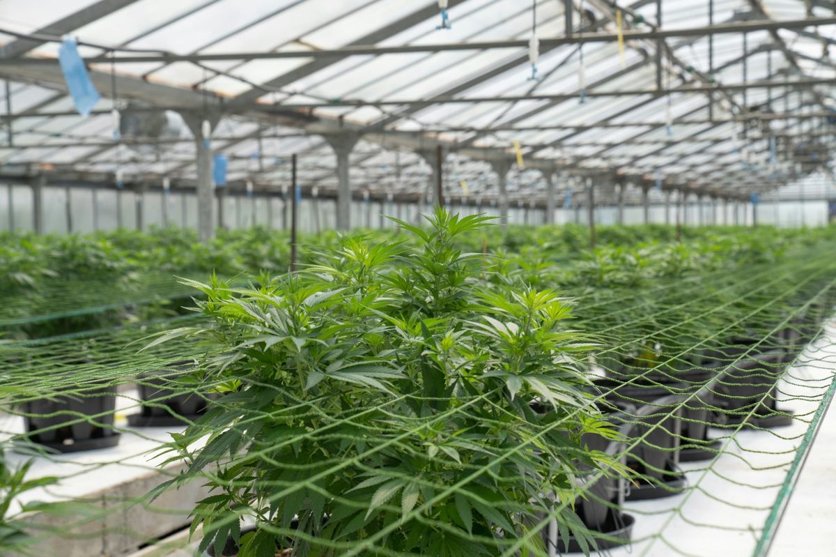 Implementing a System - Growing marijuana in a closed system in thailand