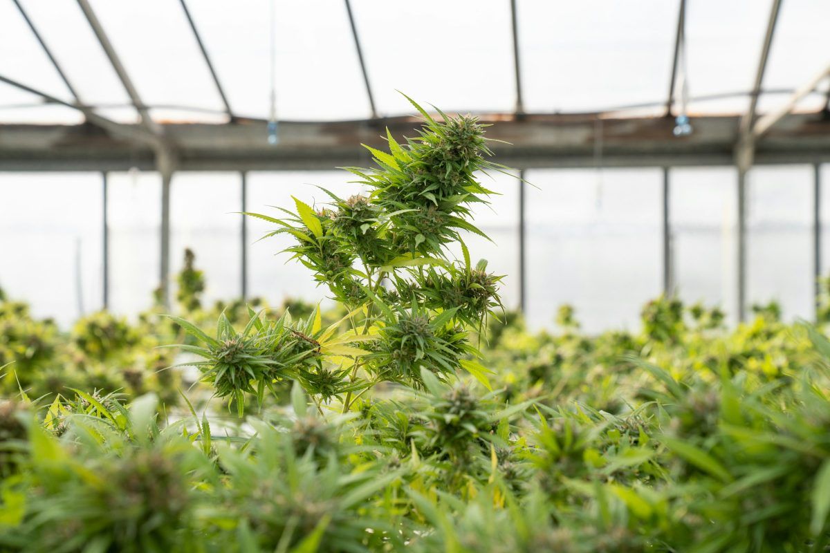 cannabis in greenhouse - Growing marijuana in a closed system