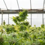 Growing Marijuana In A Closed System (What You Need To Know)