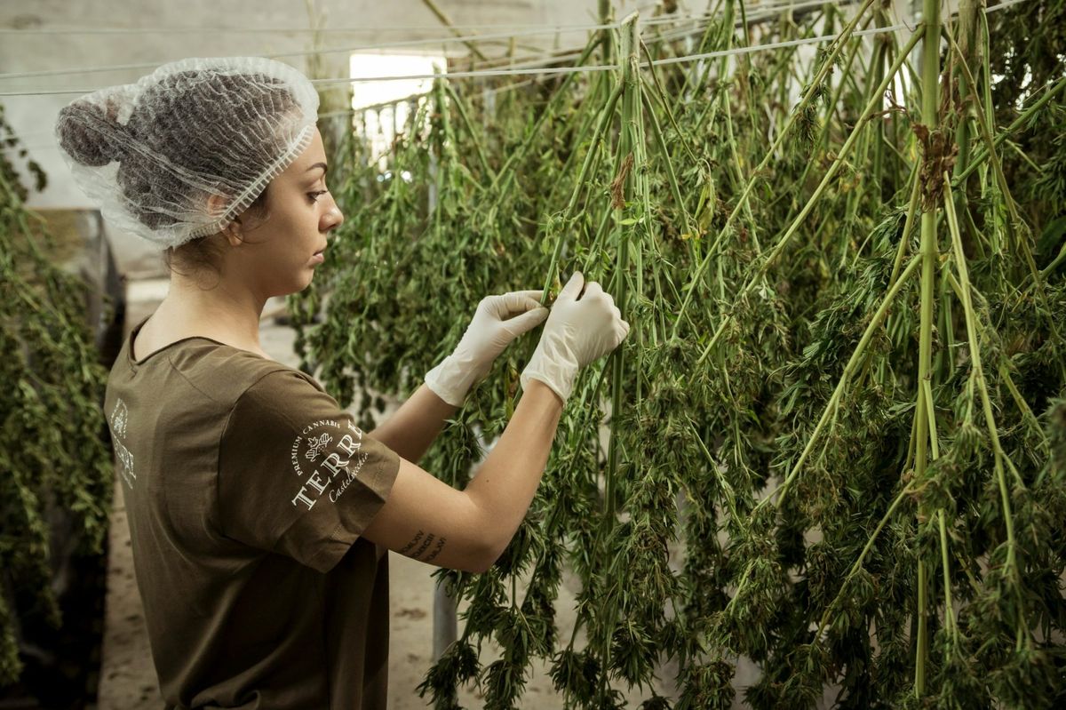 Farmer working - Growing cannabis in a greenhouse