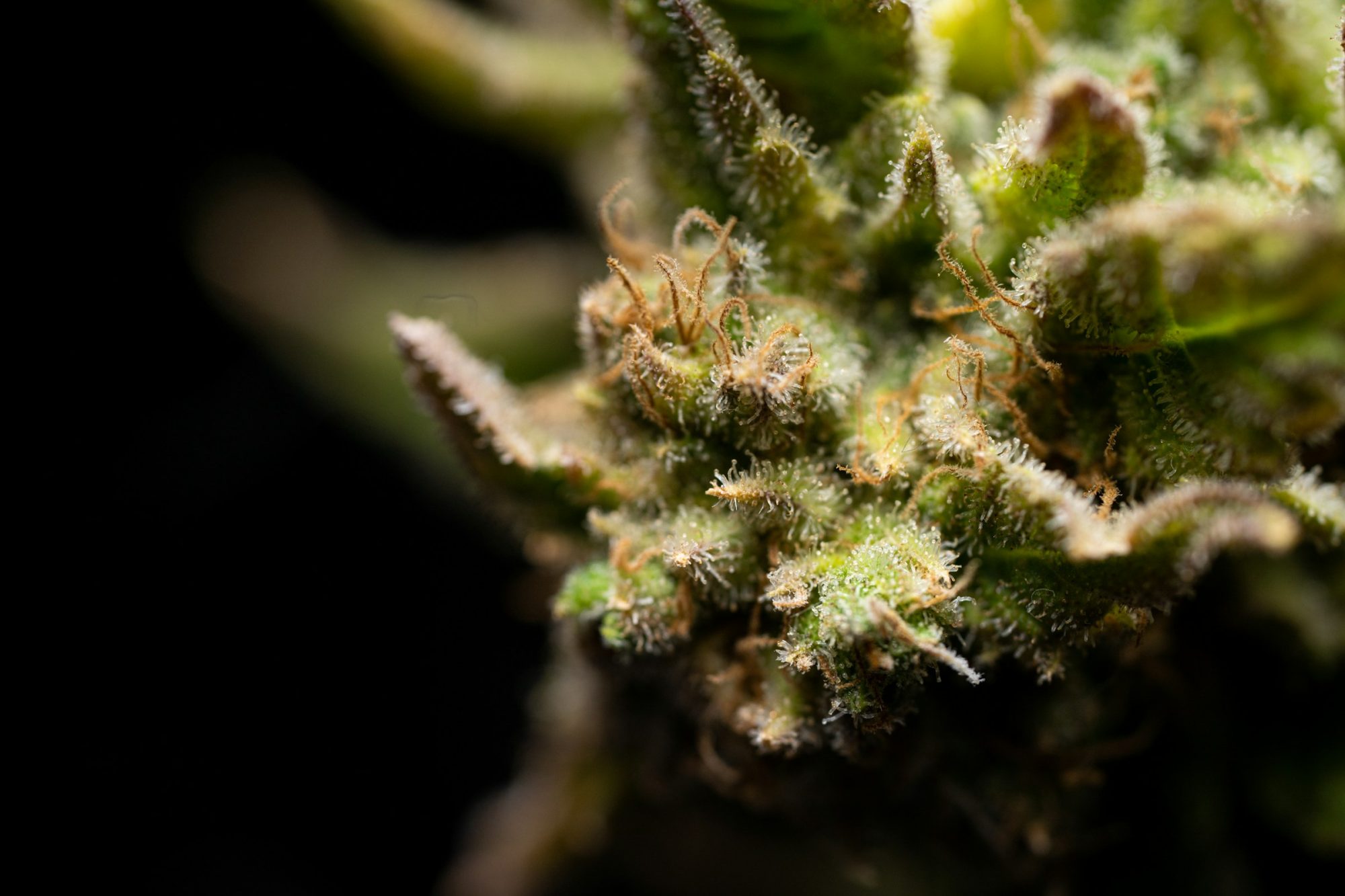 CBD Legality - Hemp Farming in South Africa