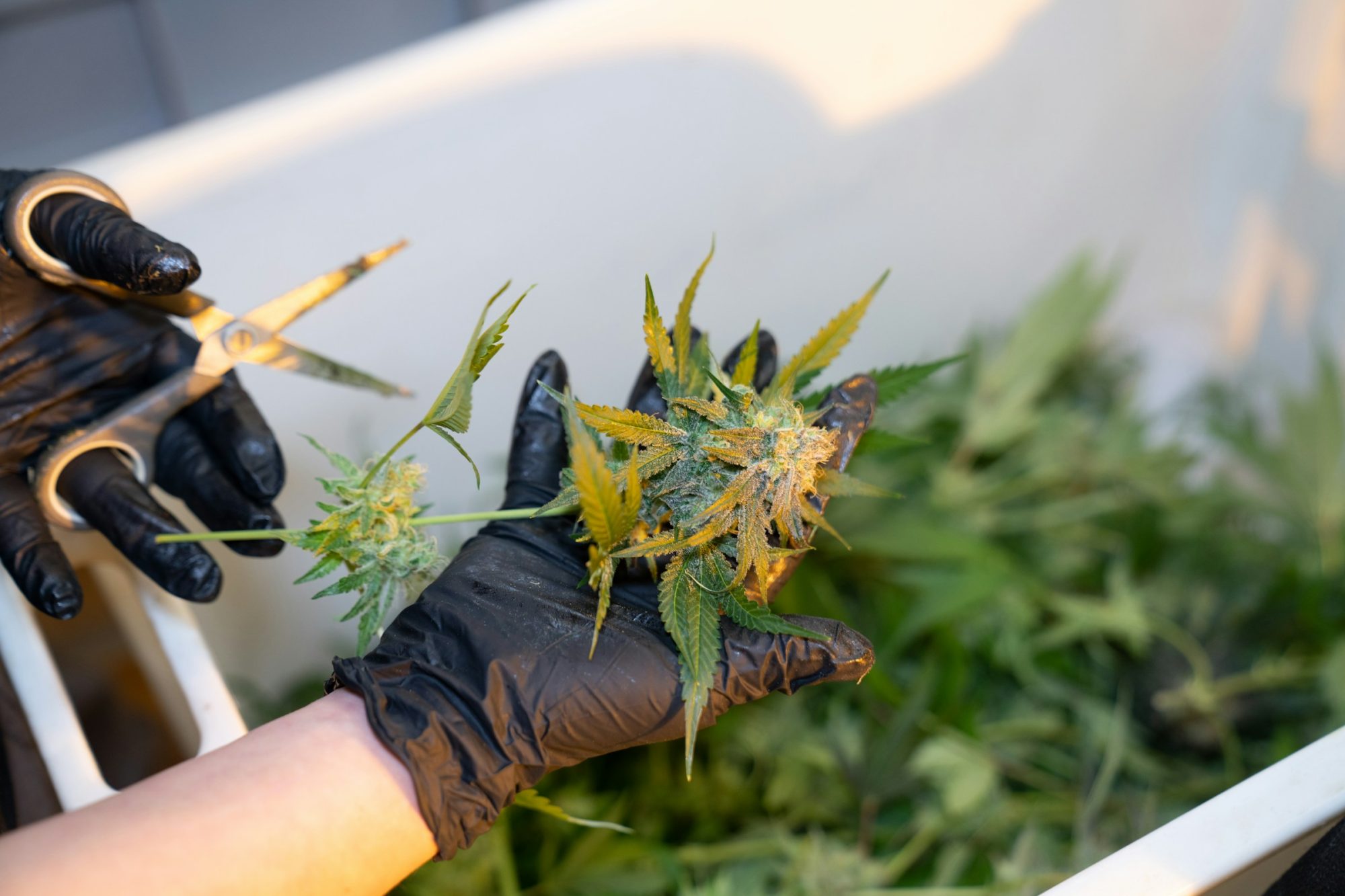 Is it worth persuing - Cannabis Manufacturing Guidelines South Africa