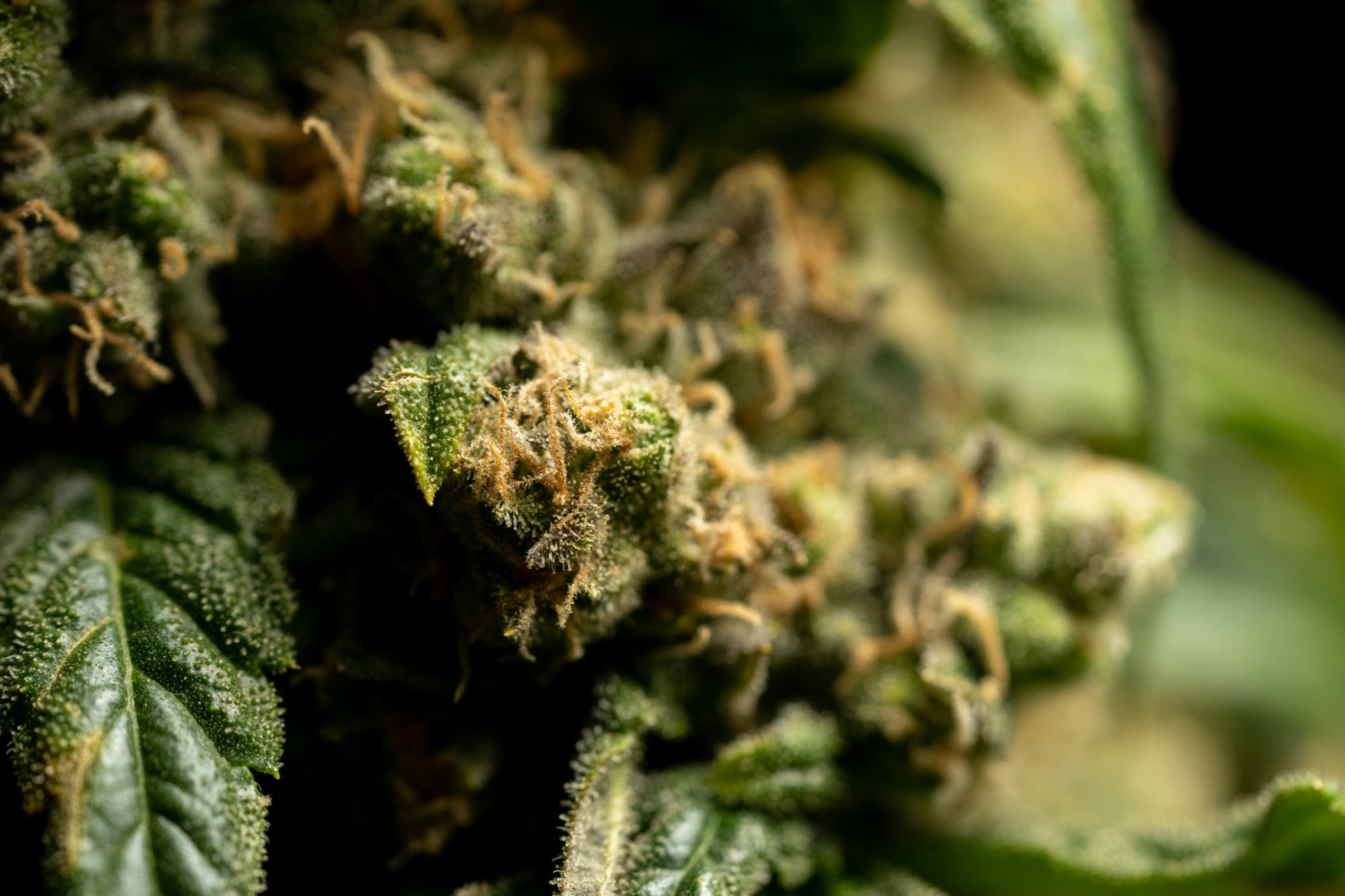 Cannabis vs Hemp - Hemp Farming in South Africa