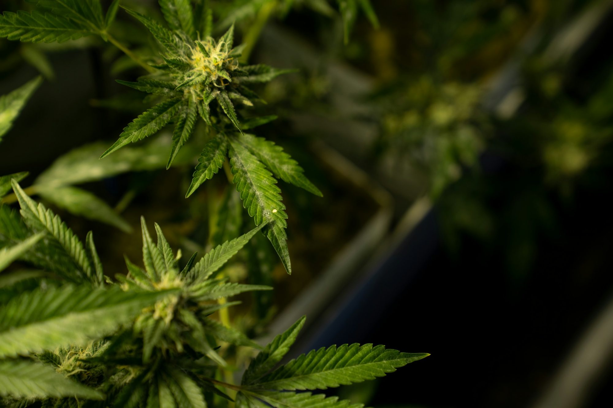 Hemp Industry - Hemp Farming in South Africa