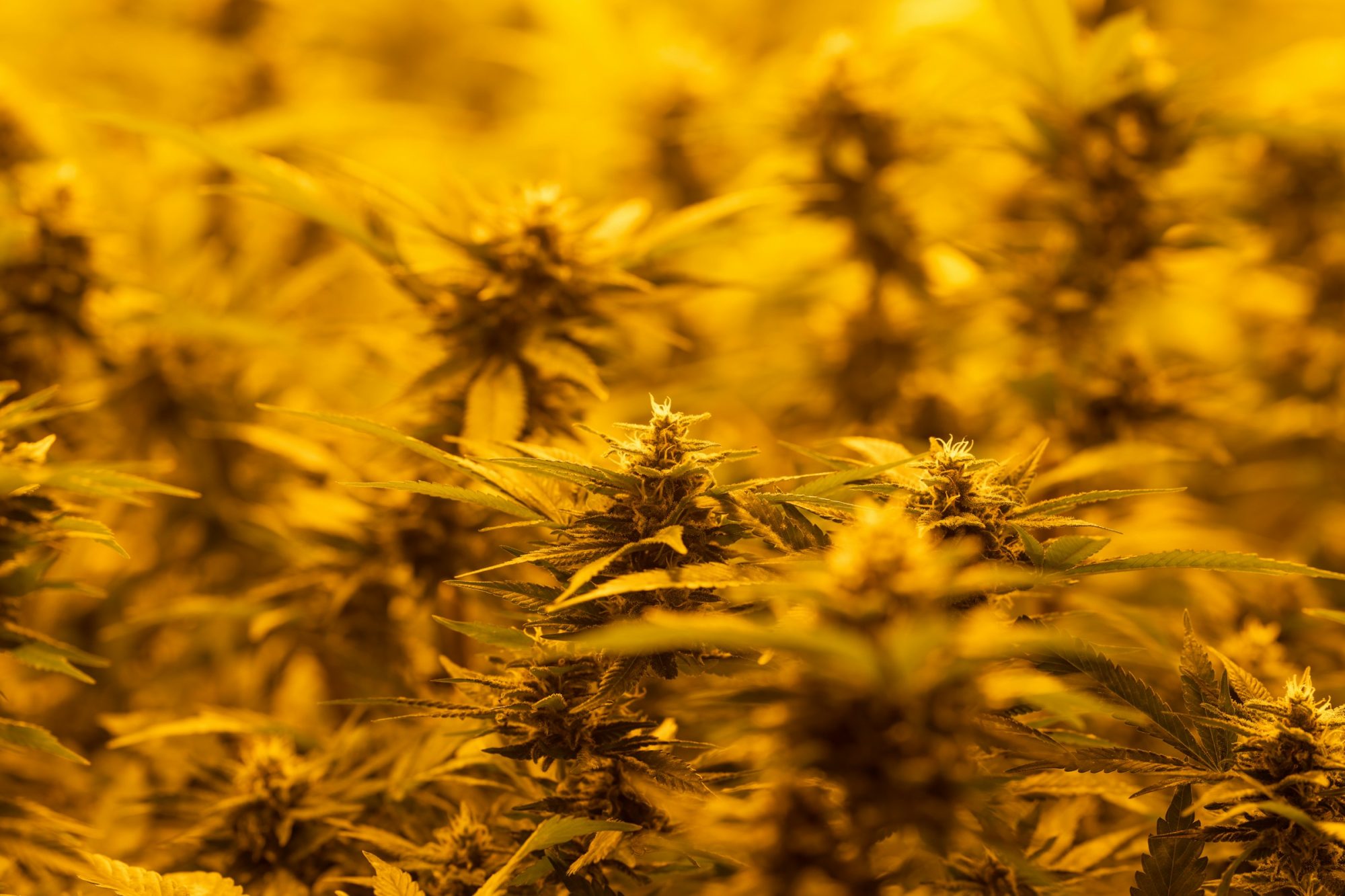 How to Start Business - Hemp Farming in South Africa