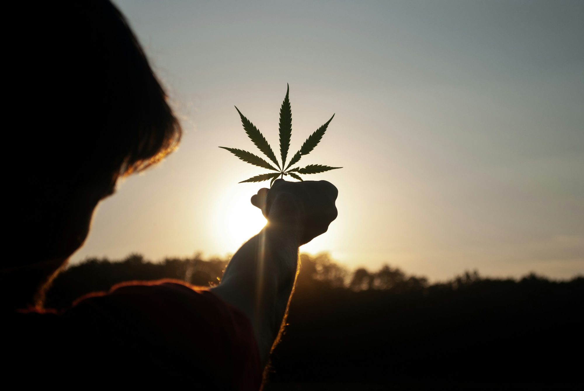 Person Holding Cannabis Leaf - Cannabis Farming in Uruguay