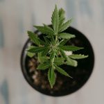 The Legal Framework Of Cannabis Farming In South Africa