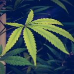 Understanding The Cannabis Industry South Africa & Licensing Requirements