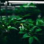 Smart Cannabis And Cannabis Greenhouse Controlled Via IoT