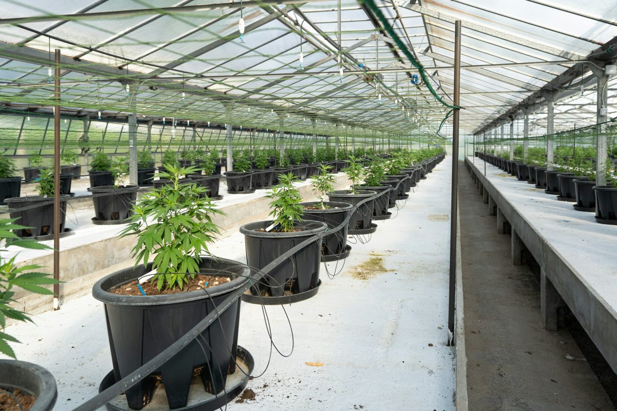 cannabis in greenhouse - Cannabis Greenhouse in Uruguay