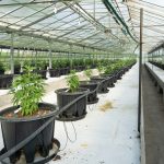 Greenhouse Cannabis Cultivation In Uruguay (15 Best Practices & Advantages)