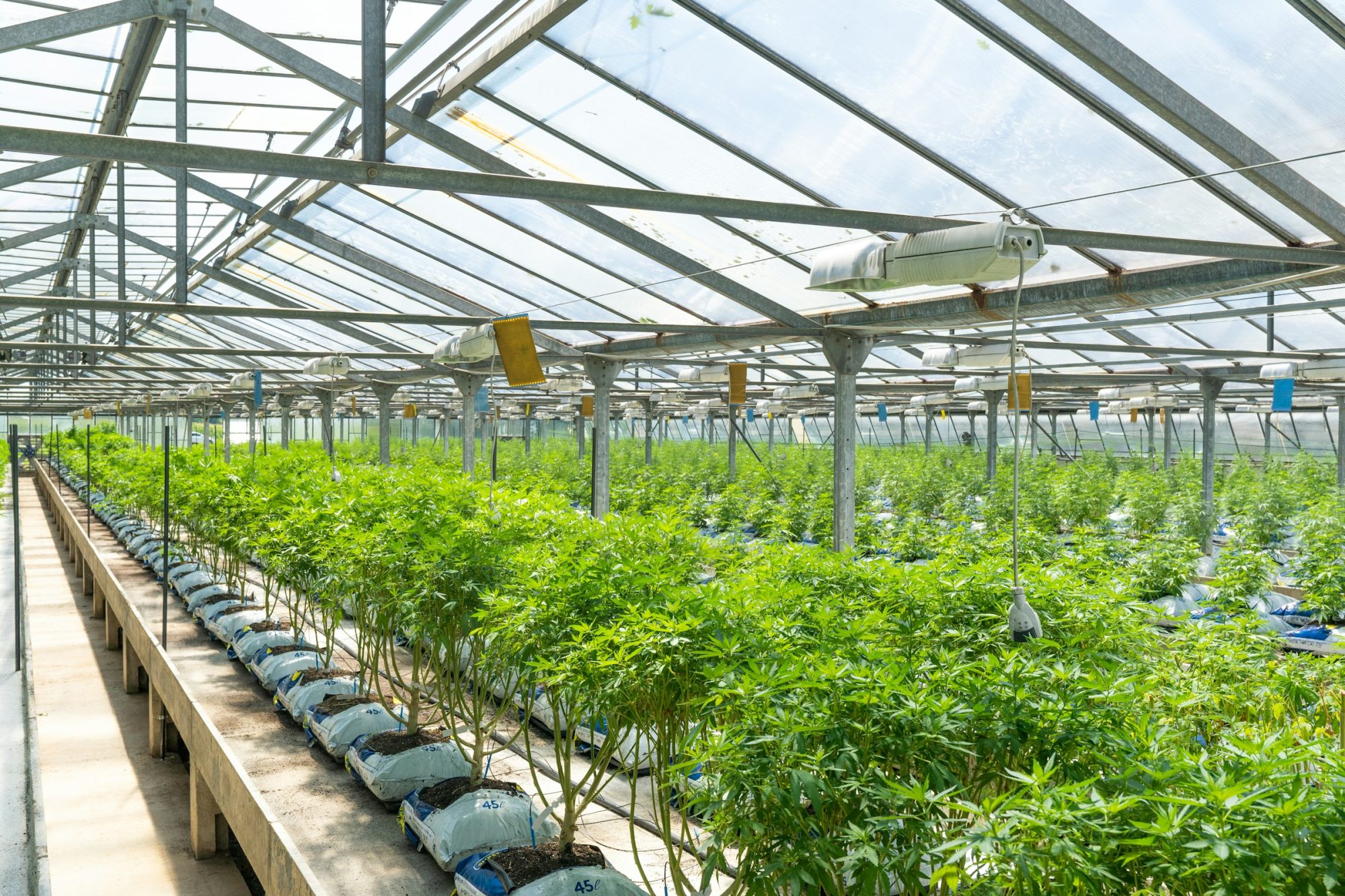 Seedlings - Marijuana seedlings in Uruguay 