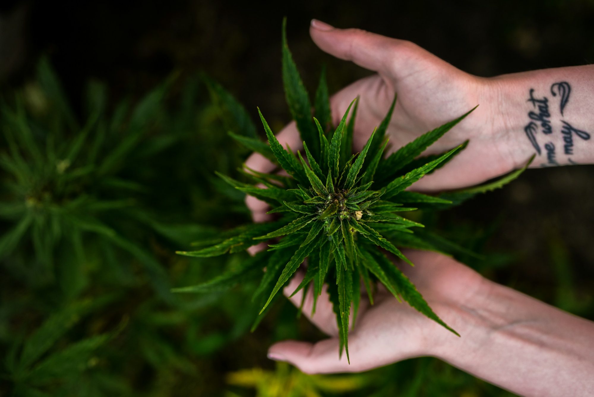 Investment Oppurtunities - Cannabis Industry in Uruguay
