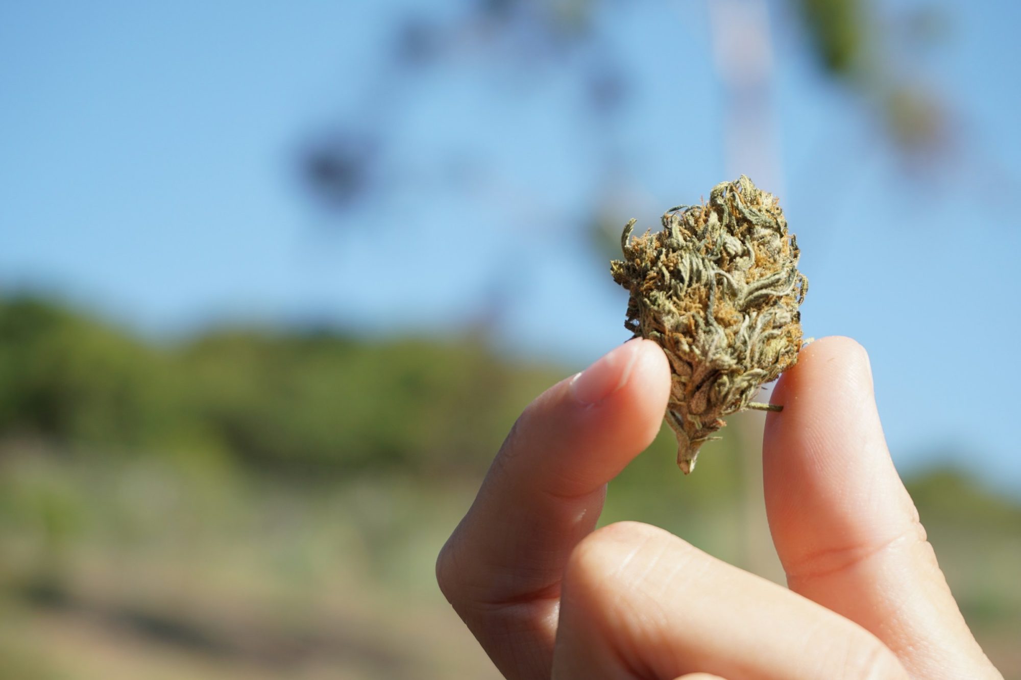 For Medical Cannabis - GACP certification for Medical Cannabis Growers in Uruguay