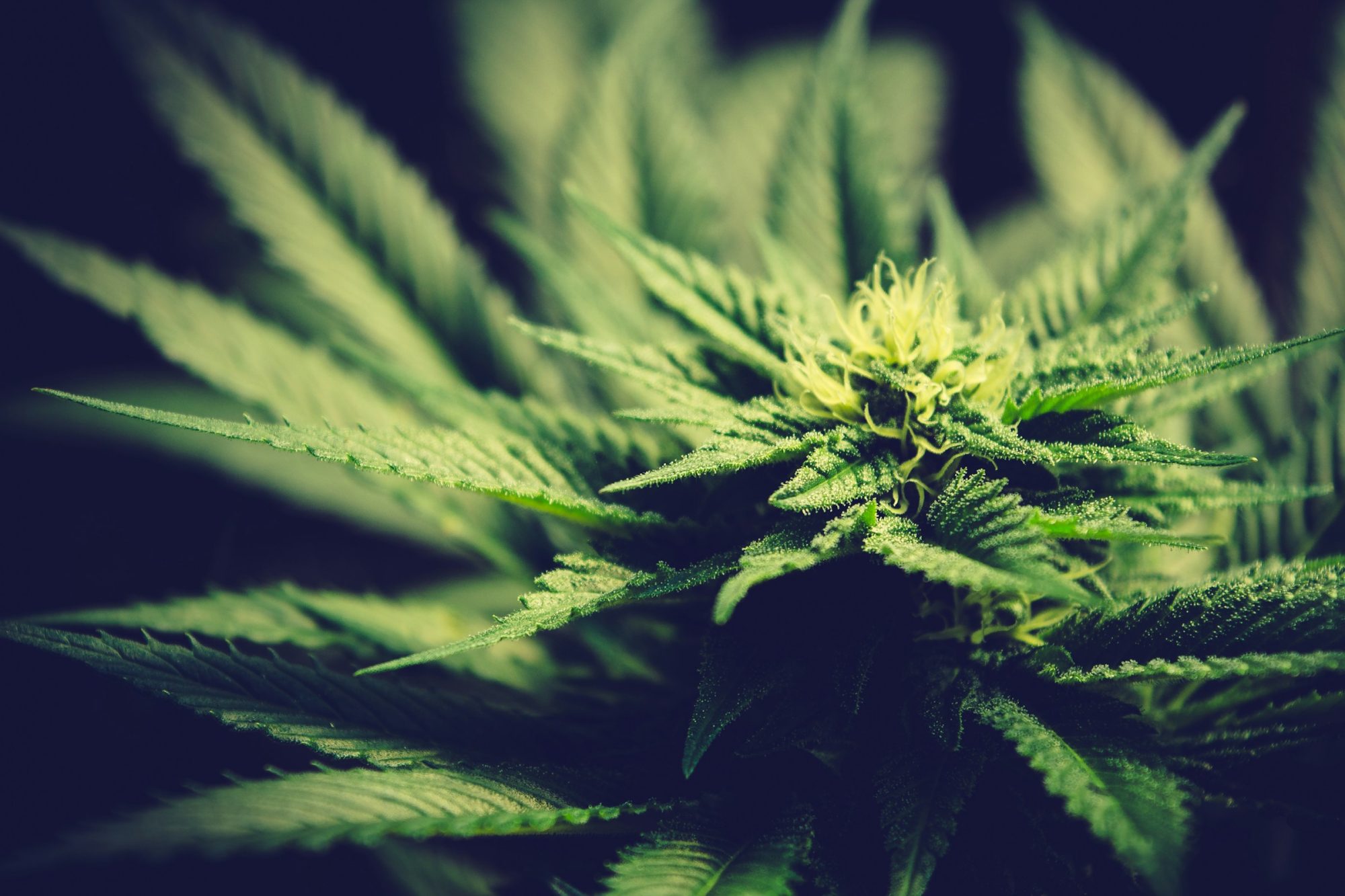 Hemp Plant - Cannabis Industry in Uruguay