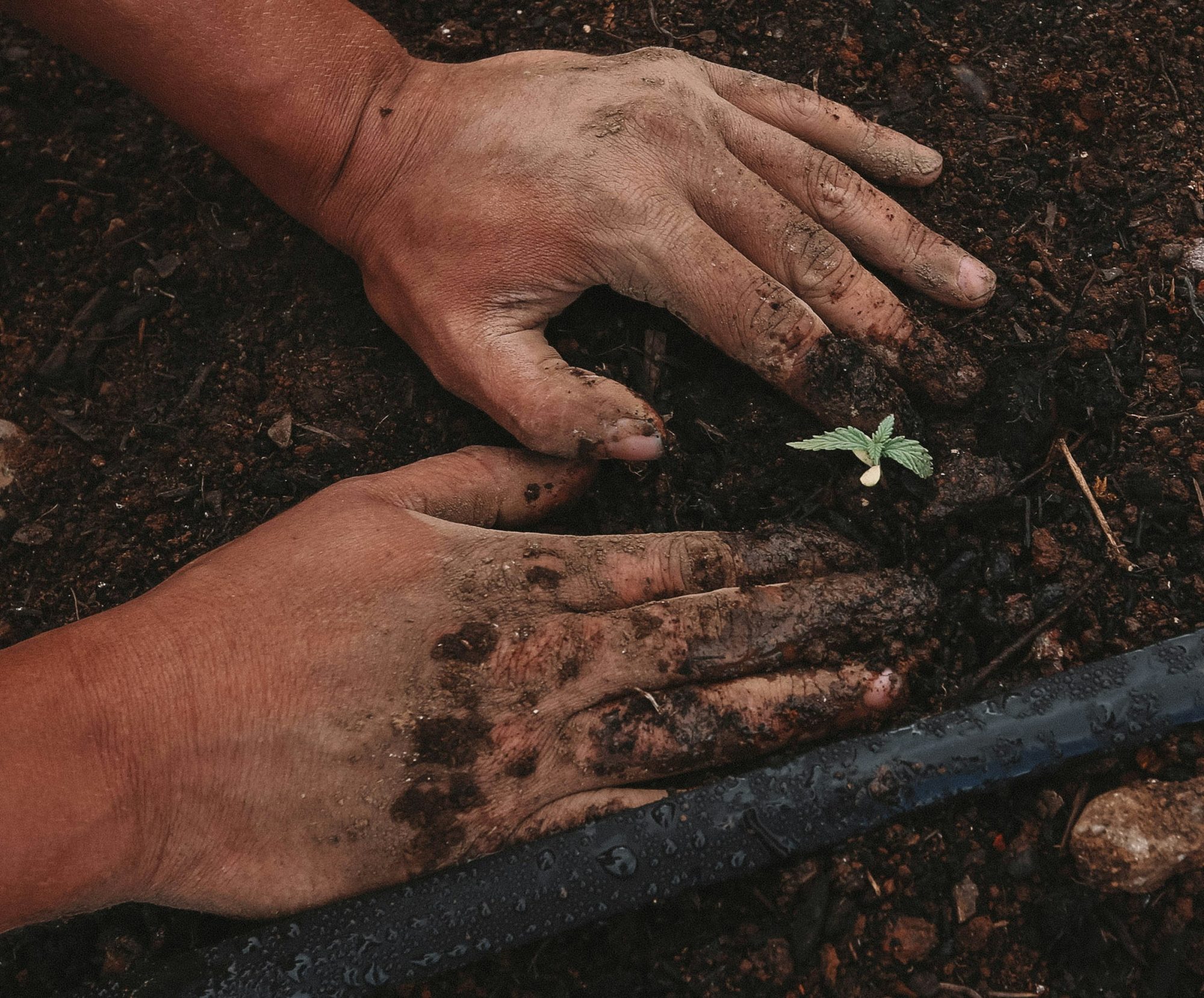 Small plants - Marijuana seedlings in Uruguay 