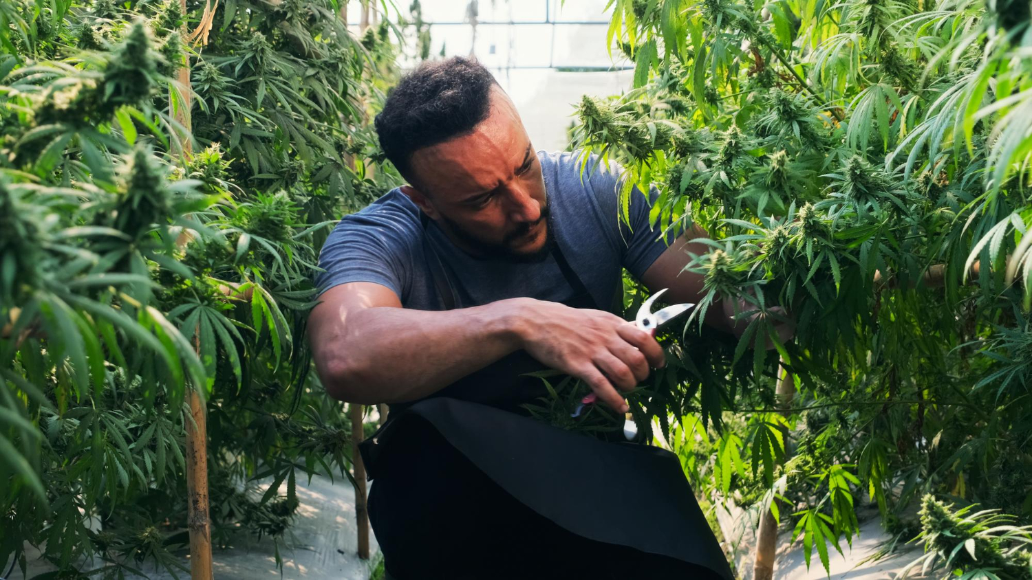 A professional cultivator pruning mature plants in a commercial greenhouse, operating under a compliant cannabis license California.