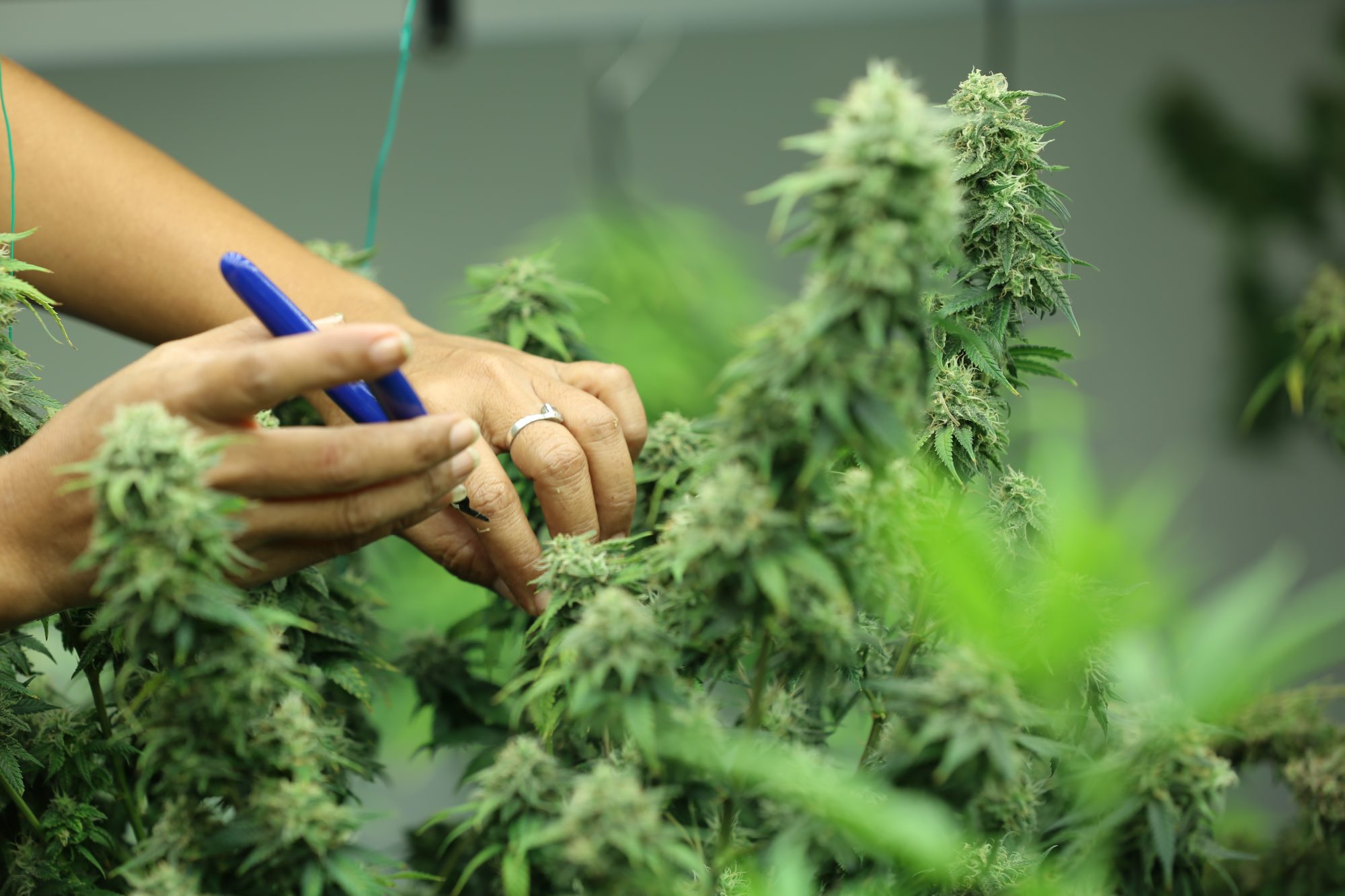 A close-up of hands inspecting flowering cannabis plants with a pen, highlighting the attention to detail involved in farming cannabis.