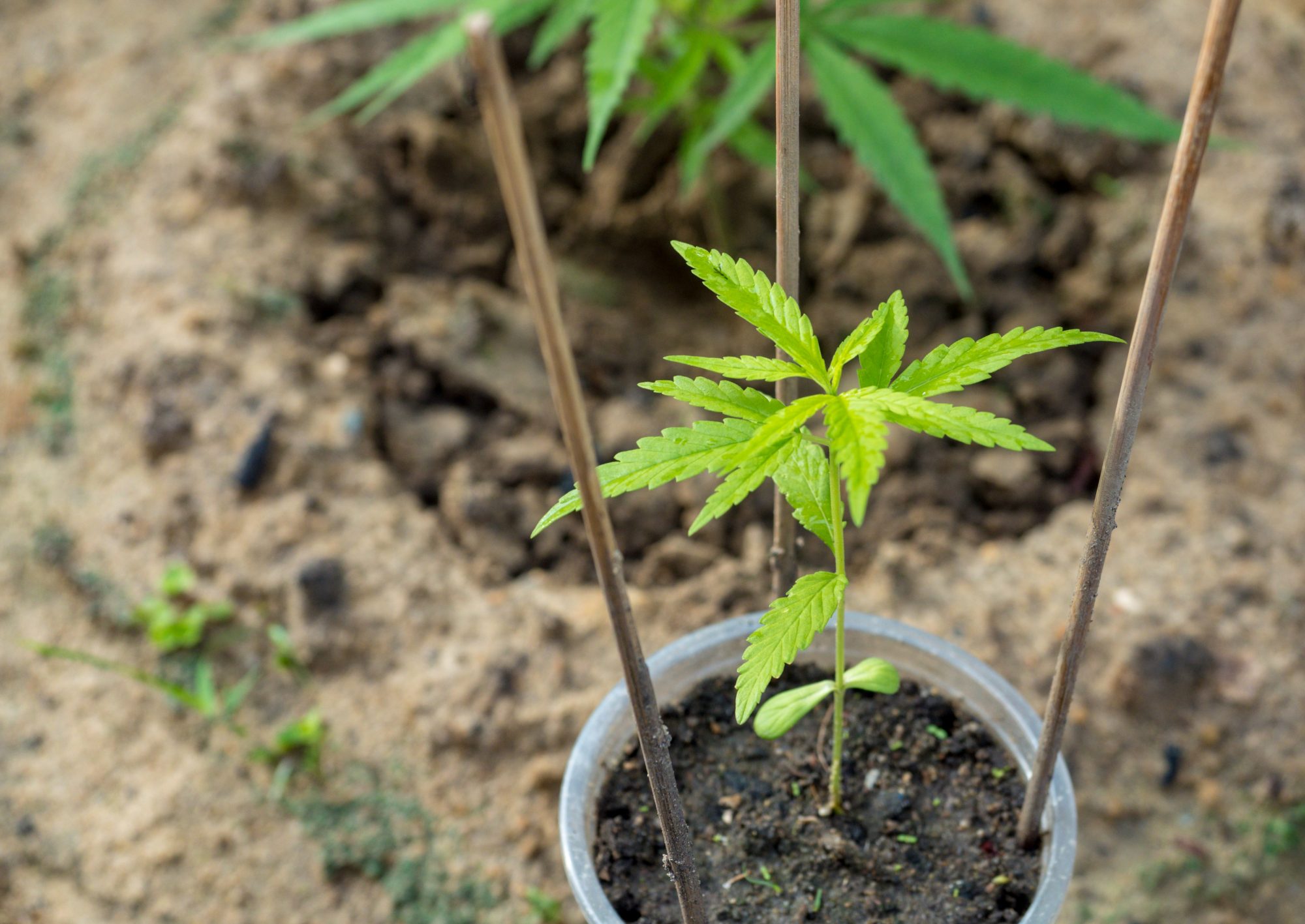 A marijuana seedling supported by stakes in a plastic cup, illustrating early growth stages of cannabis cultivation.