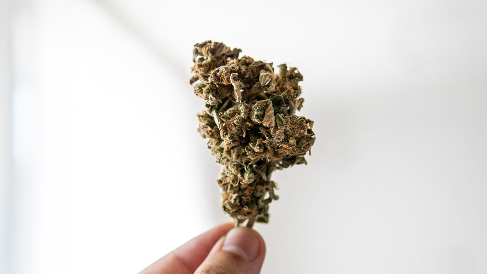 A close-up of a cannabis bud held against a bright background, illustrating quality assurance in 'seed to sale tracking' processes.