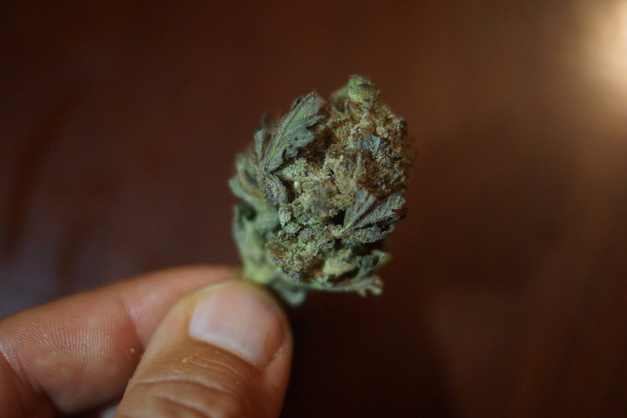 A close-up shot of a hand holding a dried marijuana bud highlights the dense structure and coloration of the flower, emphasizing its ready-to-use state. Keywords: "how long does it take to grow marijuana."