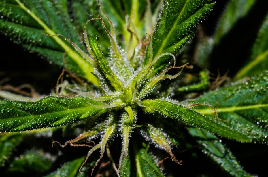 A macro view of a cannabis plant's trichomes and lush green leaves, representing cultivation and growth monitoring within 'seed to sale tracking' systems.