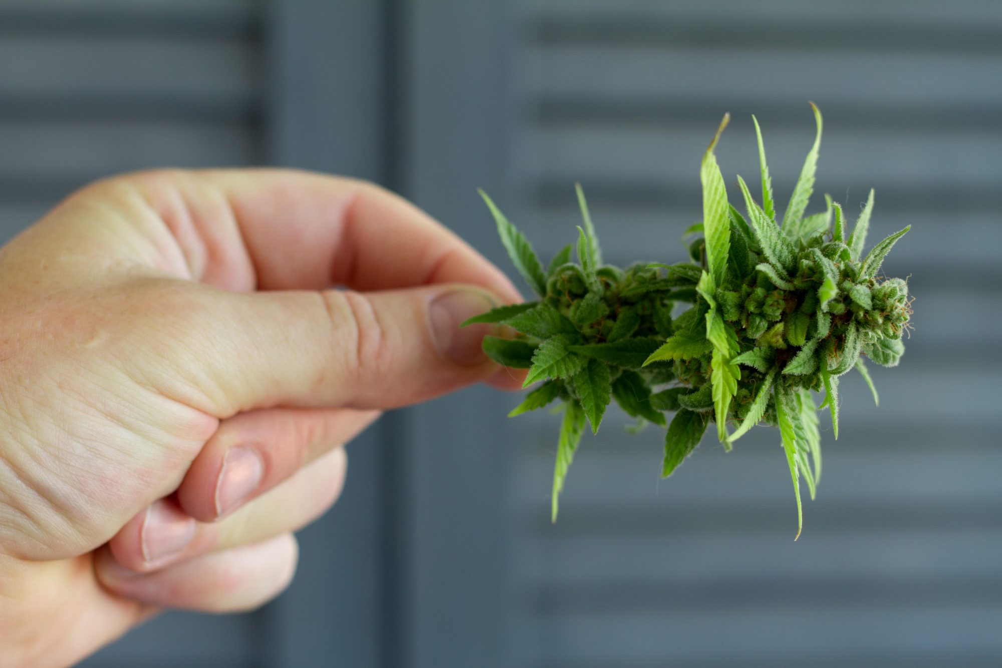 A close-up of a hand holding a cannabis bud with lush green leaves, showcasing the importance of precision in 'seed to sale tracking' for cultivating high-quality products.