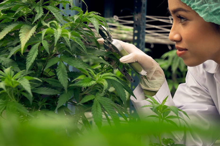 A scientist carefully trimming young cannabis plants in a controlled environment, showcasing precision and expertise in farming cannabis.