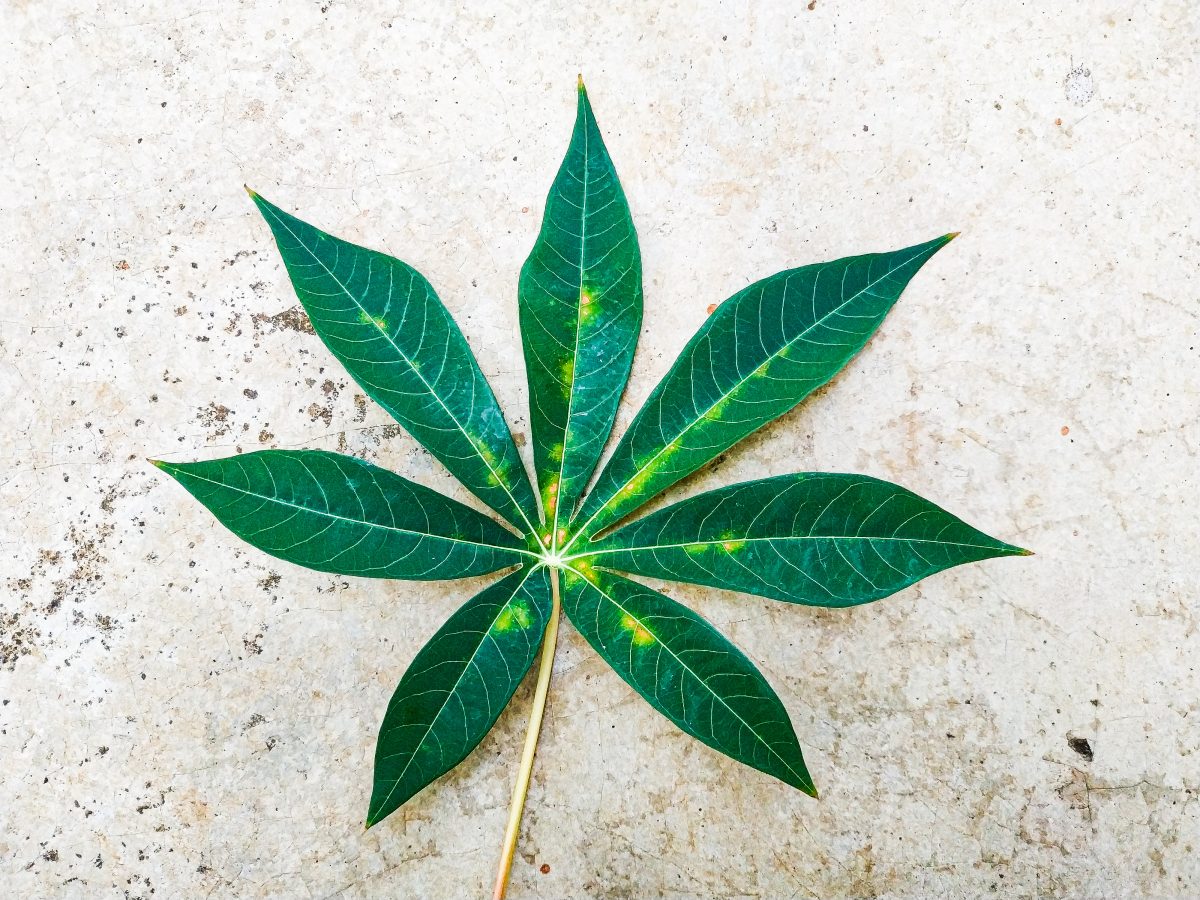 A single marijuana leaf against a textured background highlights the vibrant green foliage, suggesting the early stages of growth. Keywords: "how long does it take to grow marijuana