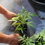 Boosting Growth: Expert Tips on How to Make Cannabis Roots Grow Faster