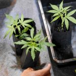 A Comprehensive Guide to Growing Marijuana Seedlings: Germination, Care Tips, and Early-Stage Growth