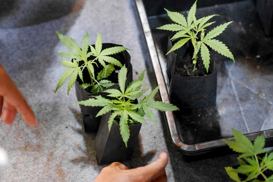 A close-up image of cannabis seedlings in small black grow bags, with hands pointing toward the plants, illustrating the early stages and care involved in "how to grow marijuana seedlings."