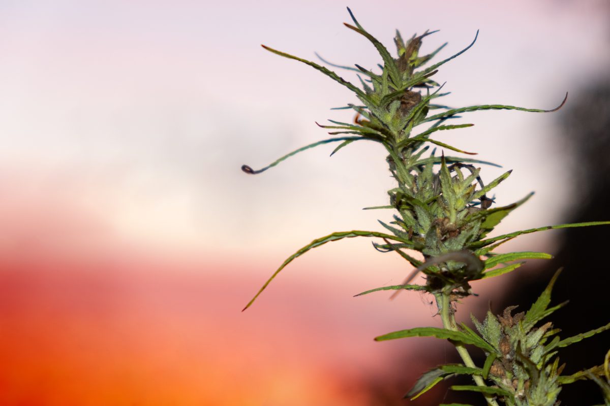 A cannabis plant with buds and leaves silhouetted against a vibrant orange sunset, showcasing the natural growth process supported by effective cannabis seed sprouting techniques.