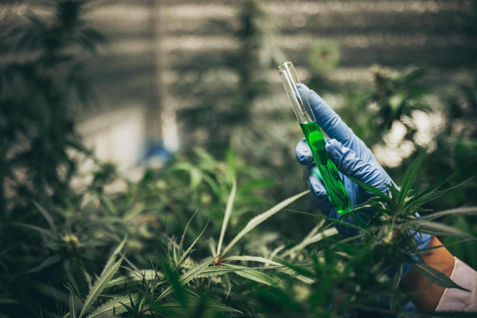 A gloved hand holding a test tube filled with green liquid amidst cannabis plants in a controlled environment, highlighting the scientific approach to developing effective cannabis fertilizer.
