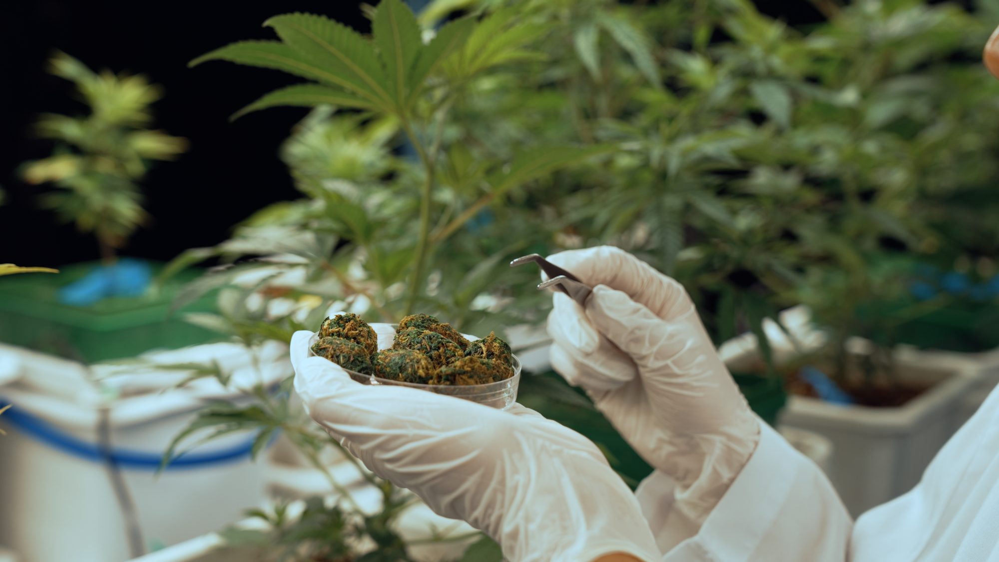 A scientist using tweezers to examine cannabis buds in a laboratory, emphasizing the scientific approach to farming cannabis in an indoor environment.