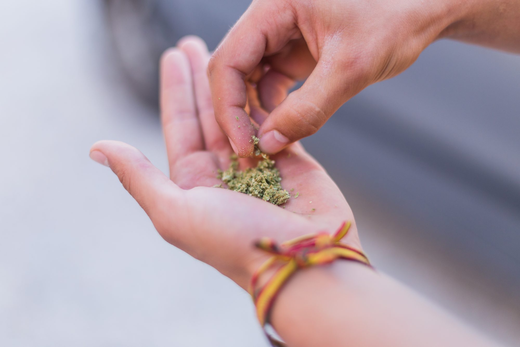 Hands preparing ground marijuana, symbolizing the preparation process for cannabis use or medicinal application.