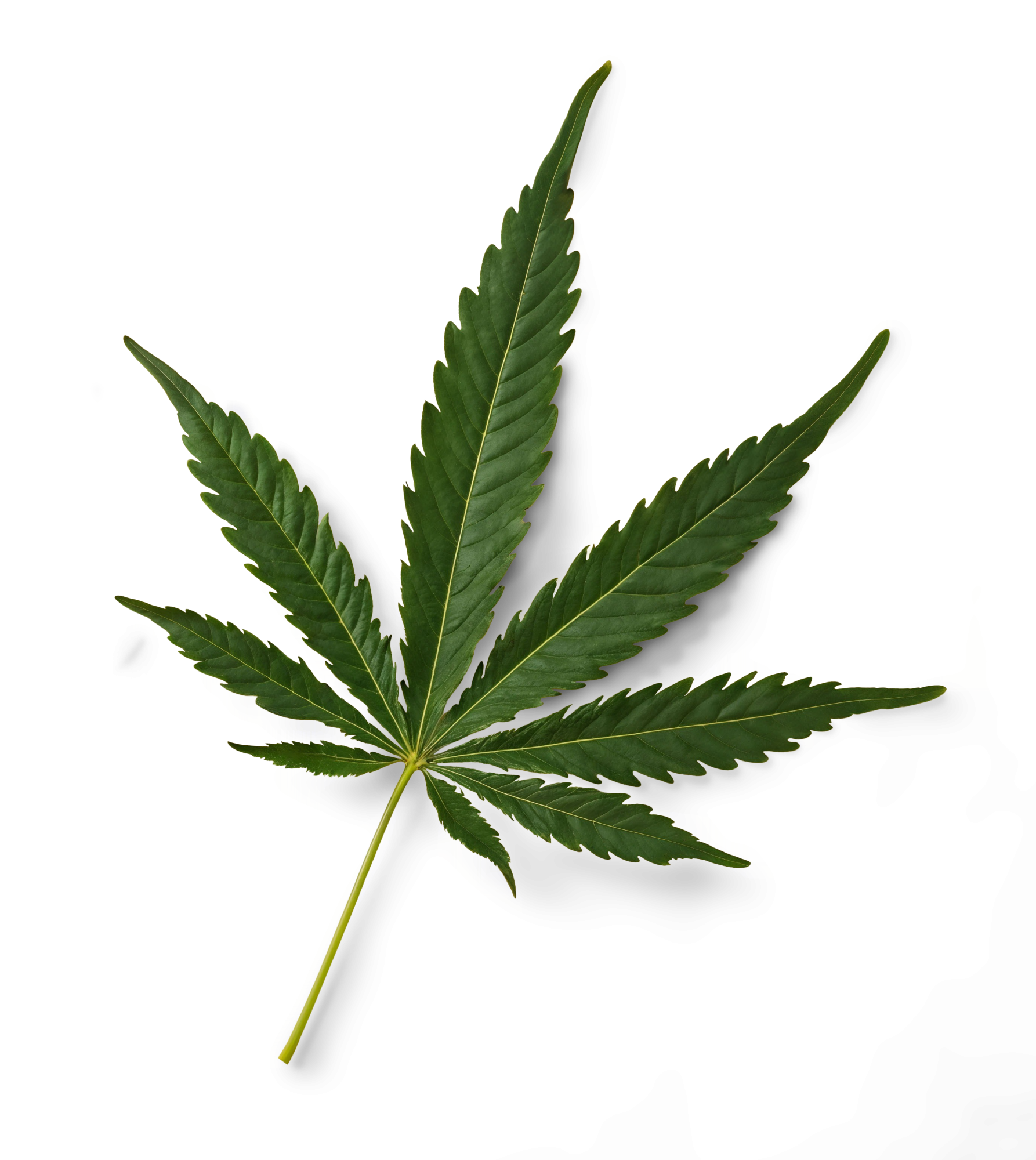 Single green cannabis leaf representing New York medical marijuana program products available to qualified patients