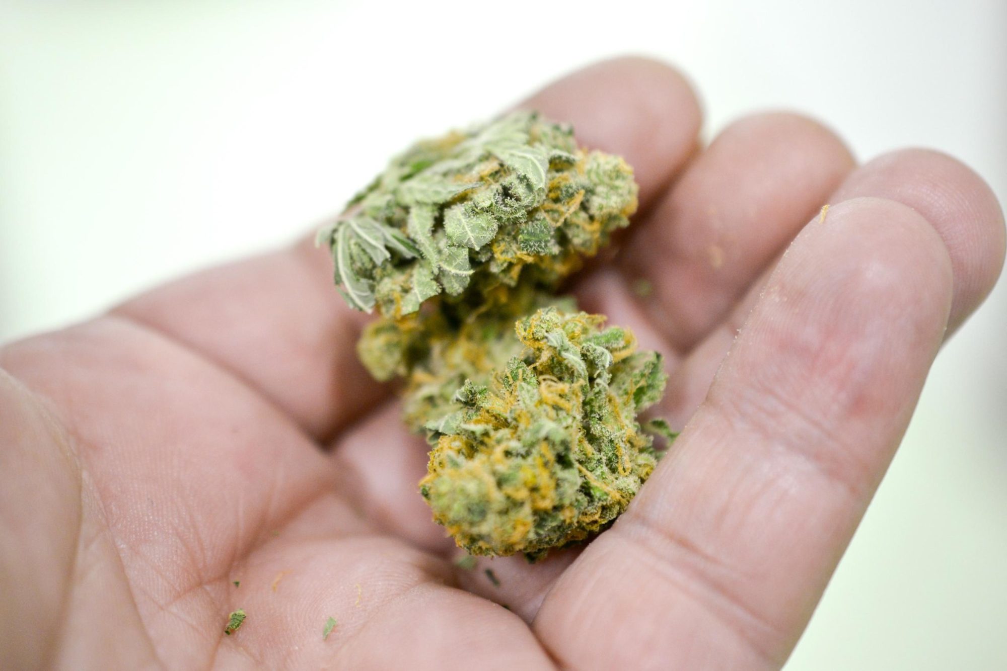 Hand holding two cannabis buds, highlighting quality and growth techniques for cannabis cloning insights.