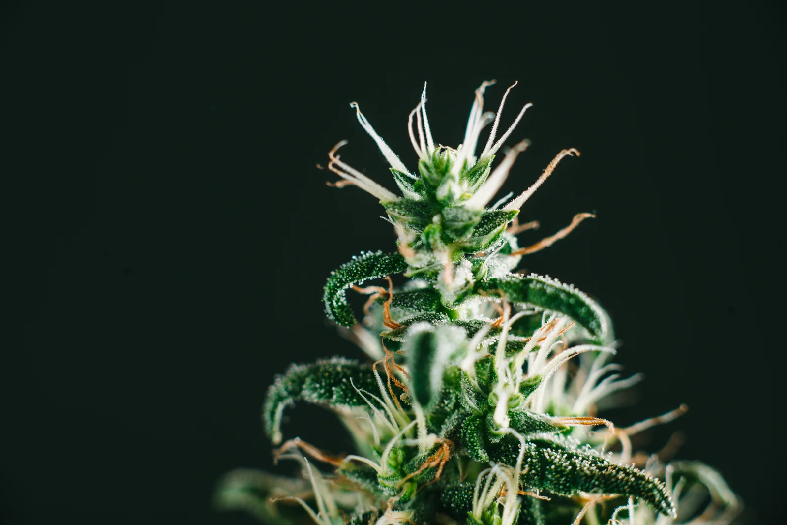 A close-up photograph of a cannabis plant in its flowering stage, covered in trichomes and fine white pistils. The vibrant green leaves and resinous buds highlight the plant’s potency. This image represents different types of cannabinoids found in cannabis, such as THC and CBD, which contribute to its effects.