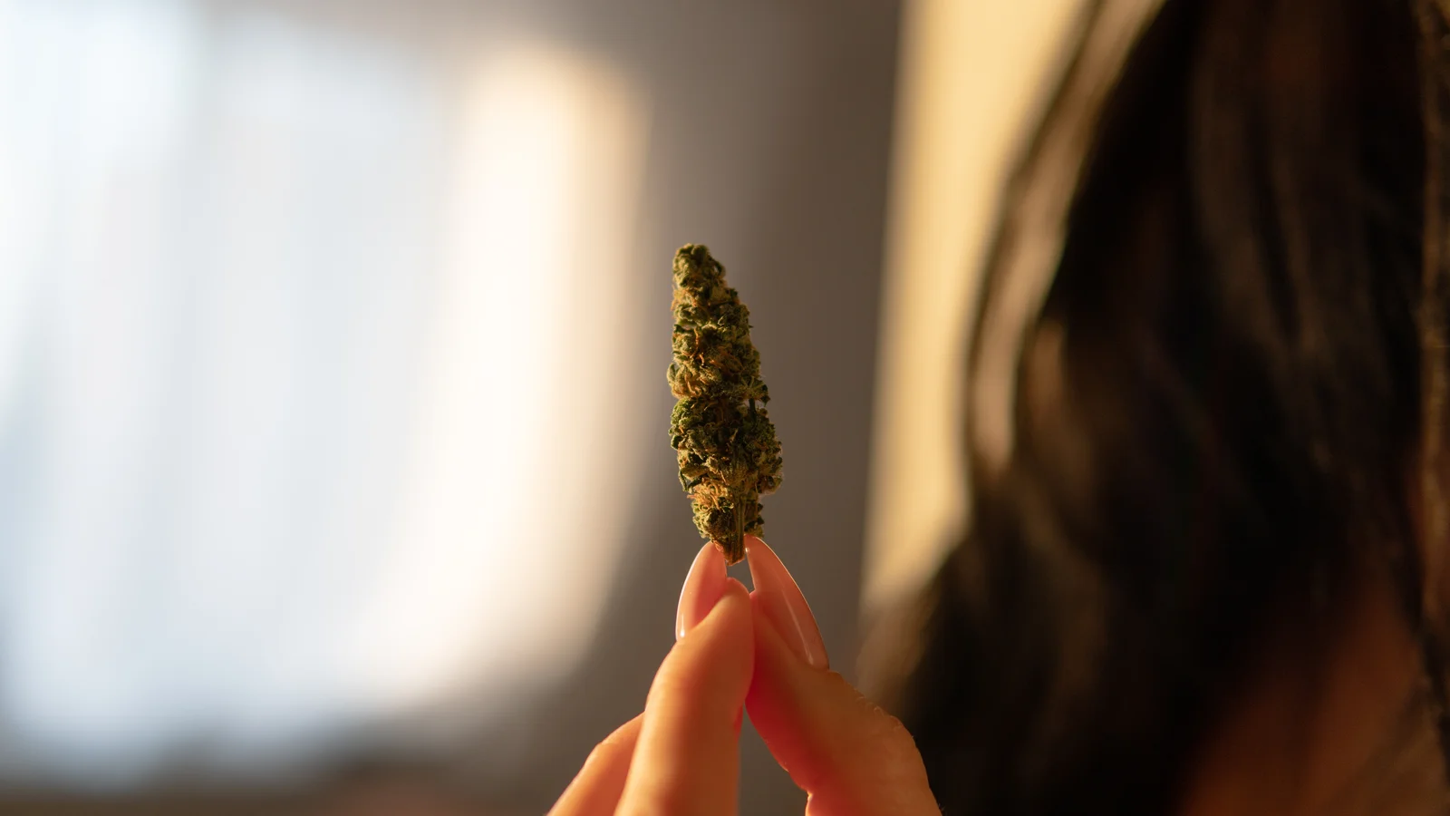 A person delicately holding a cannabis bud between their fingers in warm lighting, illustrating the quality inspection process in what is a cannabis cultivator.