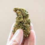 Cannabis Bud Rot: How to Identify, Prevent, and Treat This Common Threat