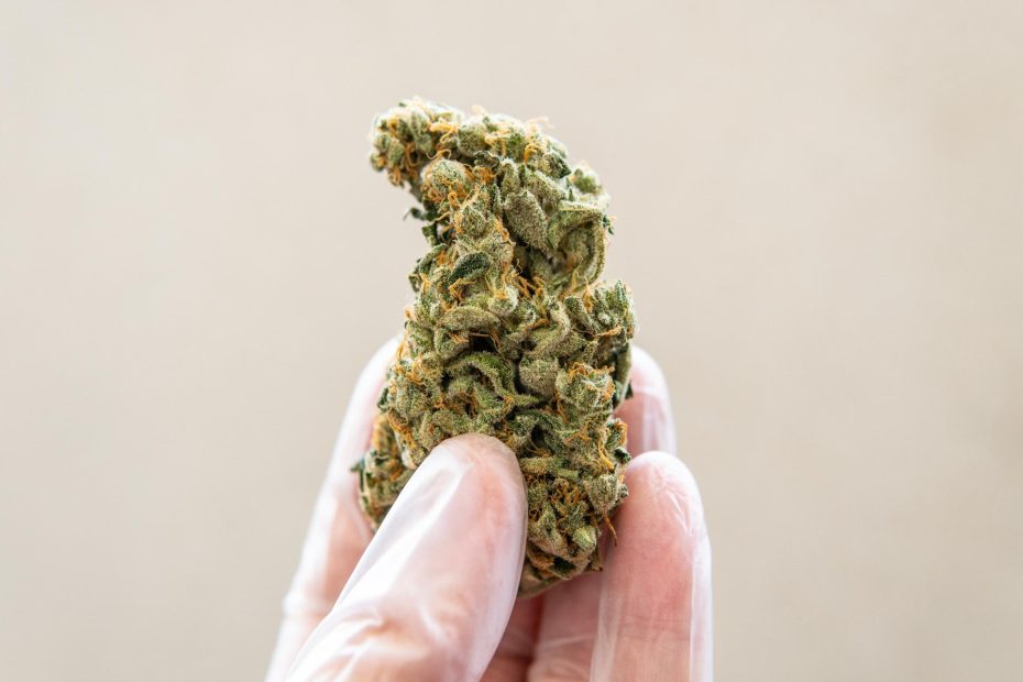 Close-up of a cannabis bud held by a gloved hand, showcasing cloning potential, perfect for explaining cannabis cloning techniques.