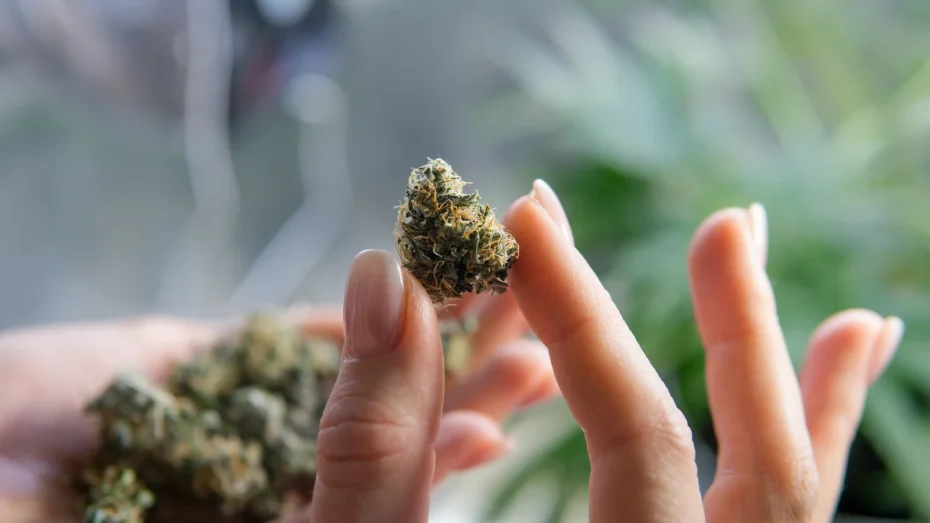 A person holding a cannabis bud between their fingers, inspecting its texture and trichome coverage. The blurred background of green plants suggests a cultivation or dispensary setting. This image illustrates how different types of cannabinoids interact with the body, influencing medicinal and recreational effects.